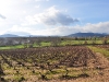 Vignes à Régnié Durette