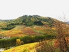 Vignes en Automne